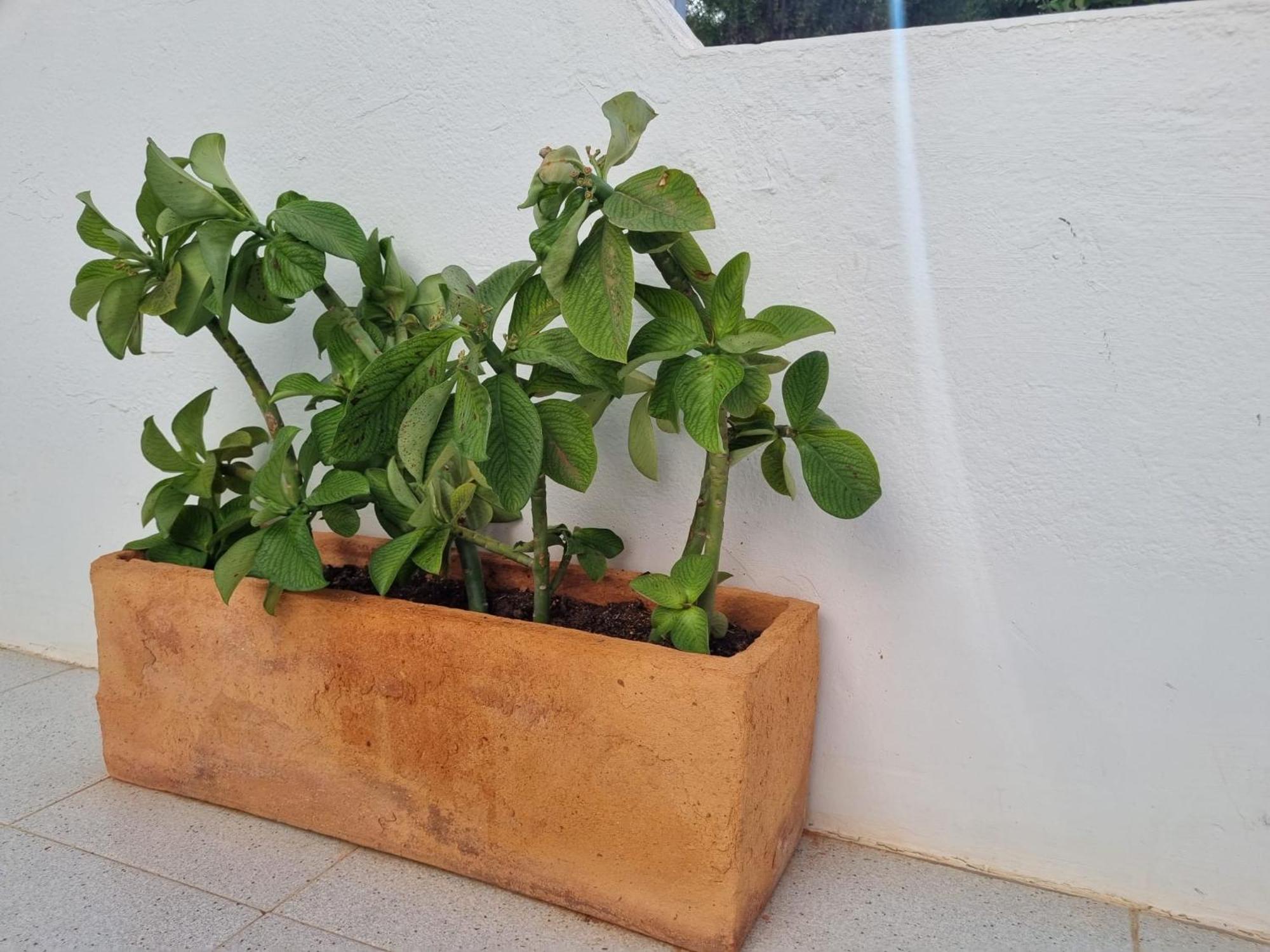 La Casa De Las Palomitas Corralejo Extérieur photo